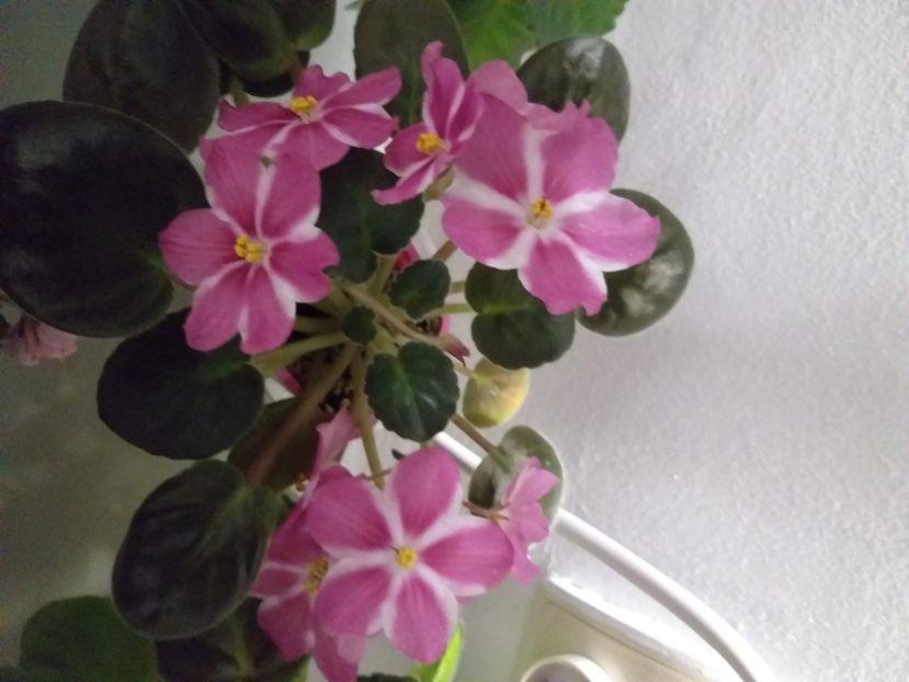 RS Margaret - Violete de colectie!