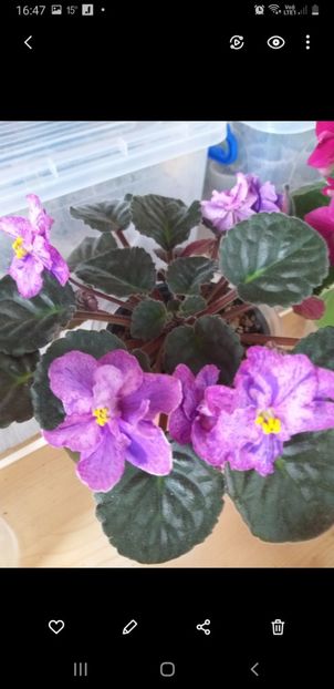 Screenshot_20211007-164738_Gallery - Violete de colectie!