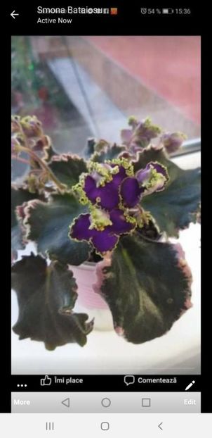 Screenshot_20210912-162923_Messenger - Violete de colectie!