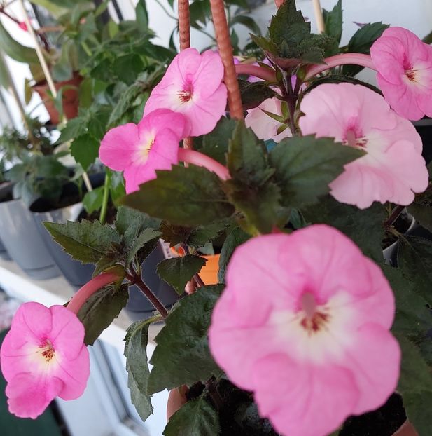  - APPLE BLOSSOM