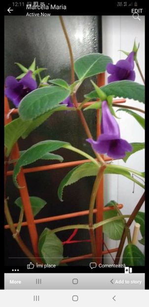 Screenshot_20220525-122124_Messenger - Sinnigia