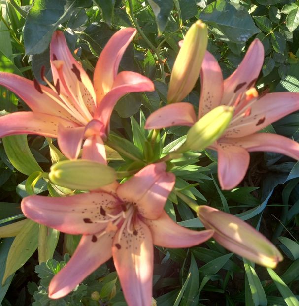  - Sub tutela soarelui