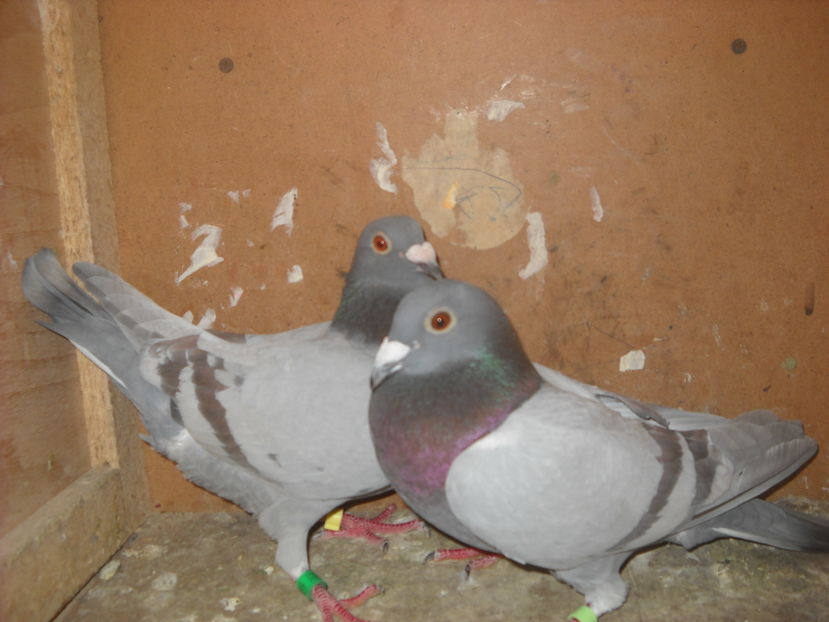  - UNDEVA IN SUCEAVA arhiva