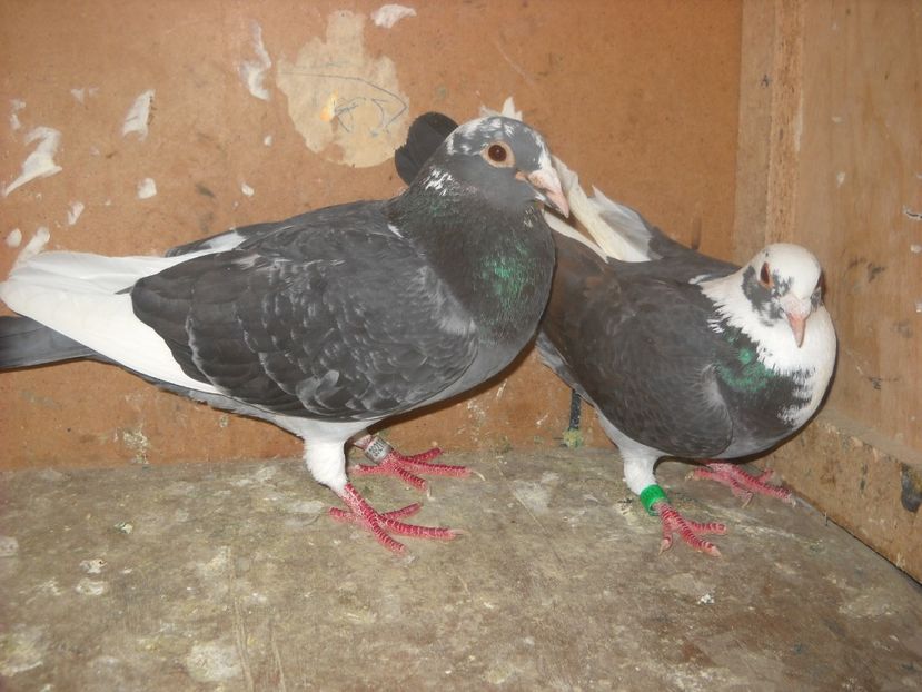  - PORUMBEI VANDUTI 2