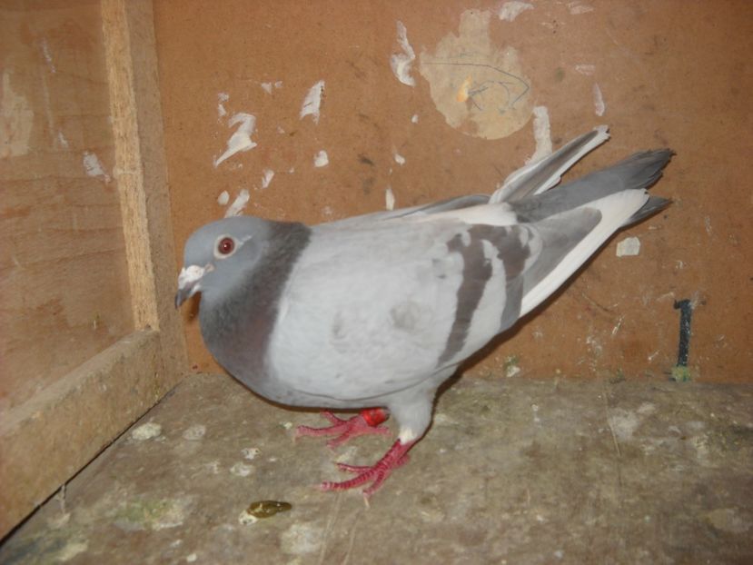  - PORUMBEI VANDUTI 2