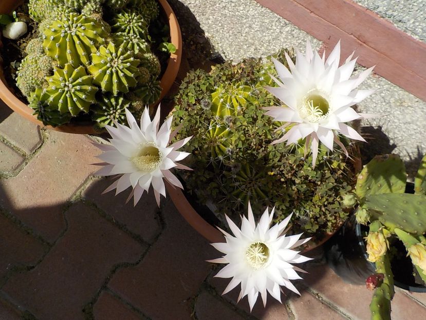  - echinopsis oxygona