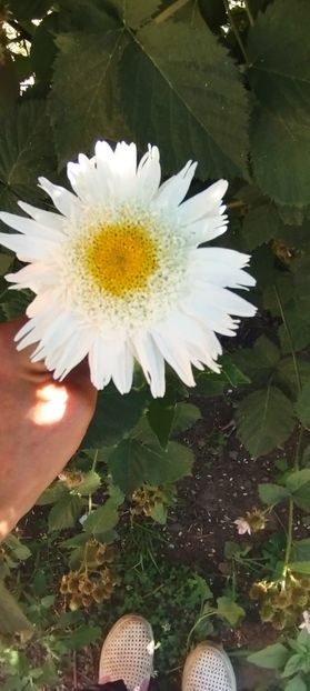  - Margarete