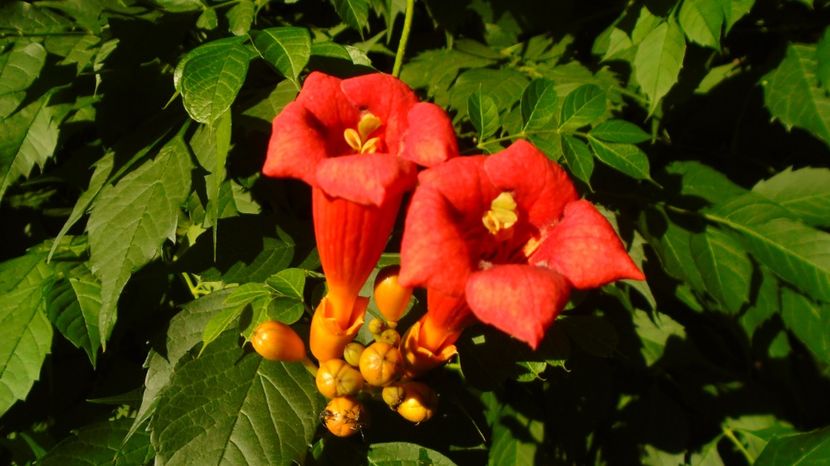 21 iunie 2022 - Solstitiul de vara - r Vara 2020-2021-2022-2023