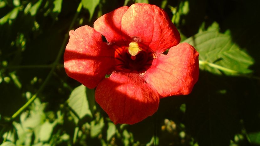 21 iunie 2022 - Solstitiul de vara - r Vara 2020-2021-2022-2023