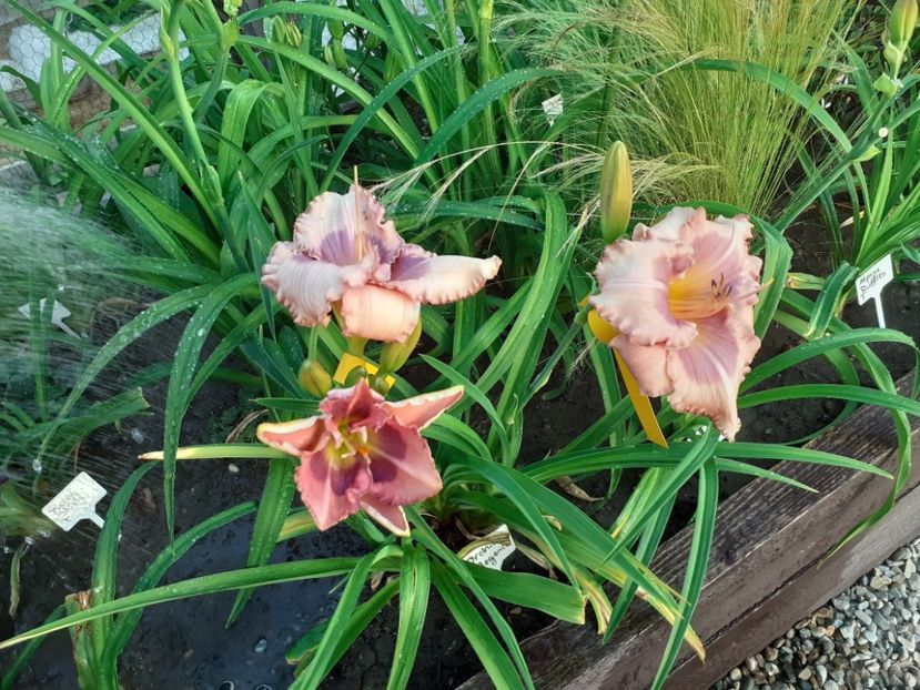  - Orchid Elegance