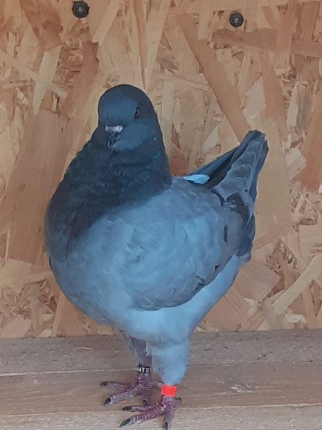 received_726245488654778 - KINGI PUI 2022