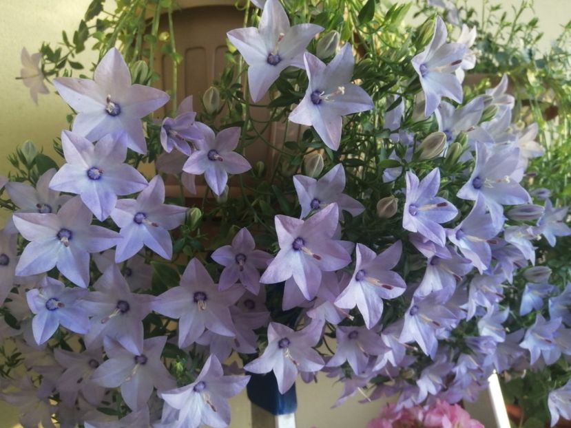  - Campanula