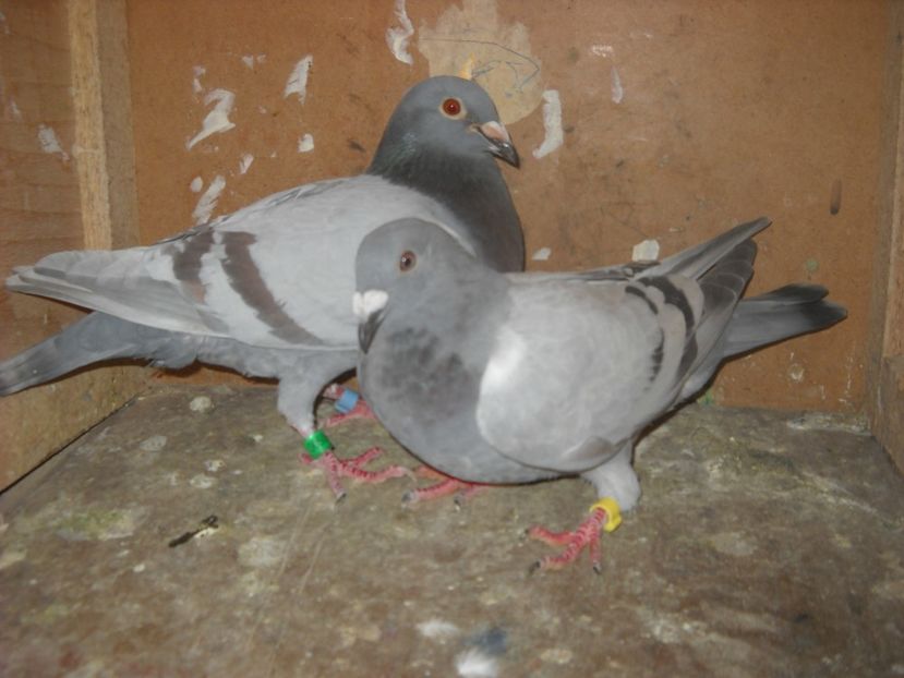  - UNDEVA IN SUCEAVA arhiva