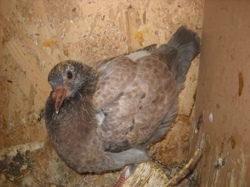  - UNDEVA IN SUCEAVA arhiva