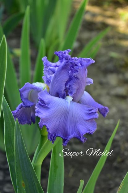 AddText_06-18-09.09.36 - Iriși 2