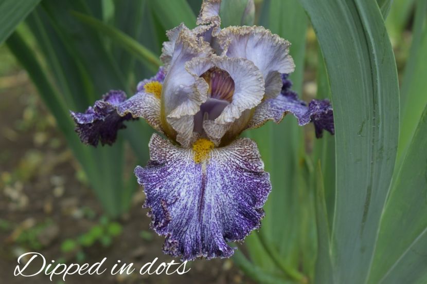 AddText_06-10-02.13.30 - Iriși 2