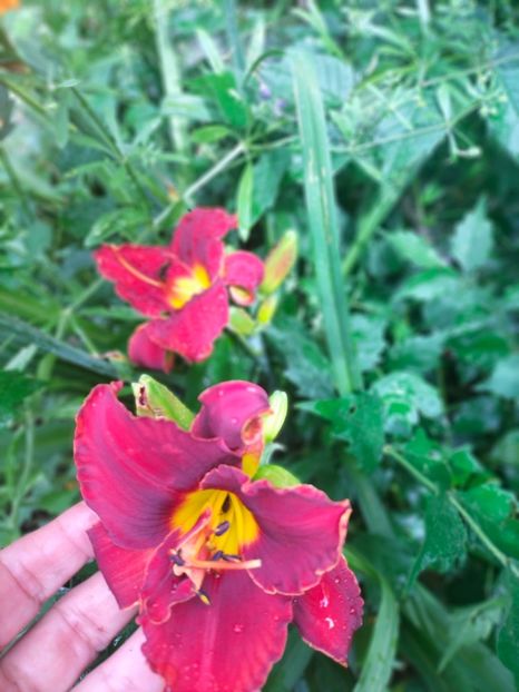 IMG20220623103247 - Iunie 2022 1