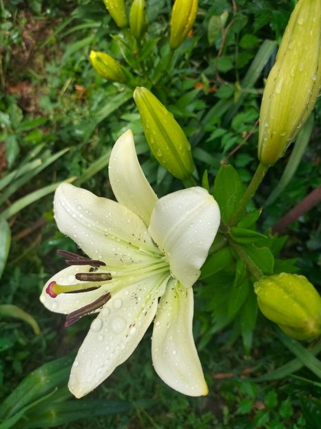 IMG20220623103226 - Iunie 2022 1