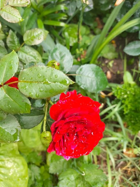 IMG20220623102958 - Iunie 2022 1