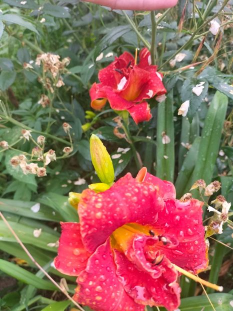 IMG20220623102840 - Iunie 2022 1