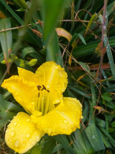 IMG20220623102825 - Iunie 2022 1