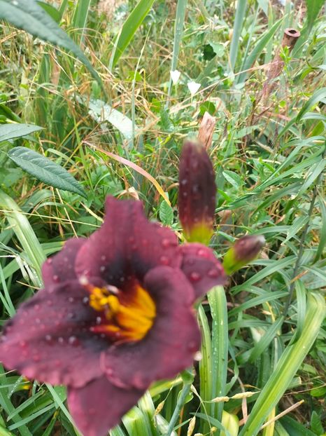 IMG20220623102822 - Iunie 2022 1