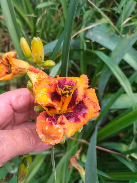 IMG20220623102759 - Iunie 2022 1