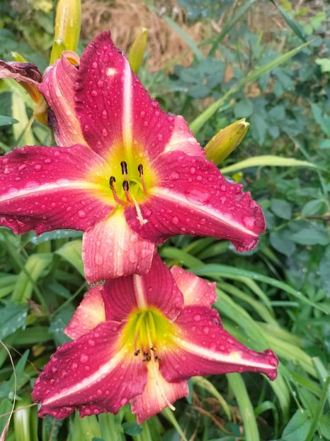 IMG20220623102647 - Iunie 2022 1