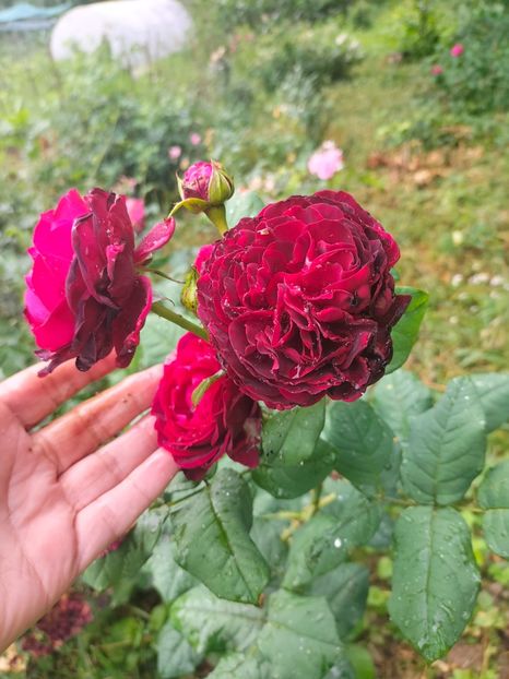 IMG20220623102534 - Iunie 2022 1