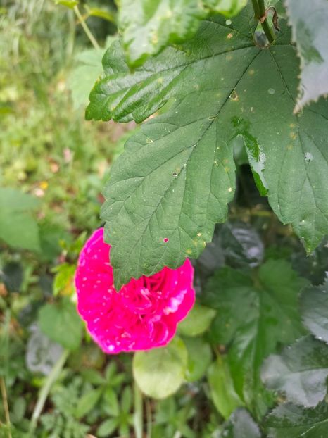 IMG20220623102458 - Iunie 2022 1