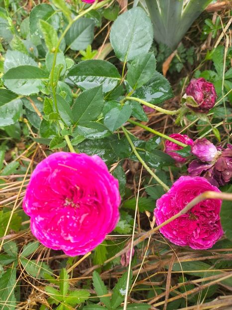 IMG20220623102448 - Iunie 2022 1