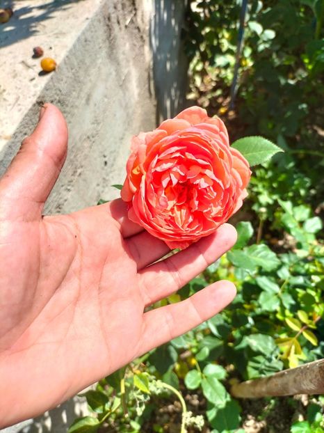 IMG20220622111015 - Iunie 2022 1