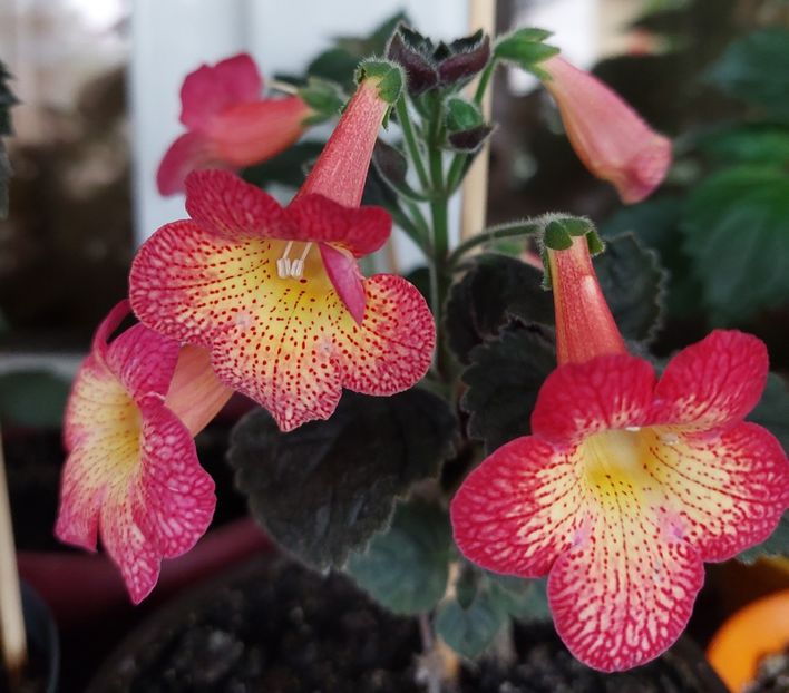  - Northwoods Sunburst