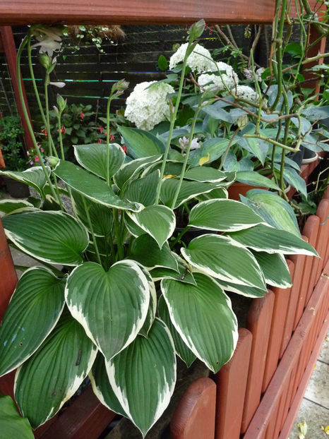 - Hosta