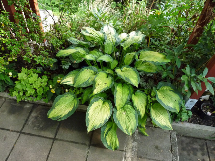  - Hosta