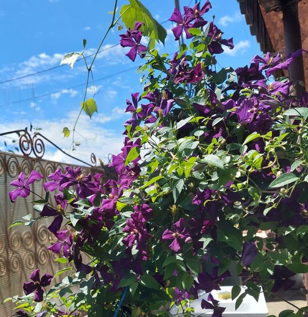  - Clematis Polish Spirit