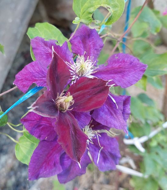  - CLEMATIS JULKA