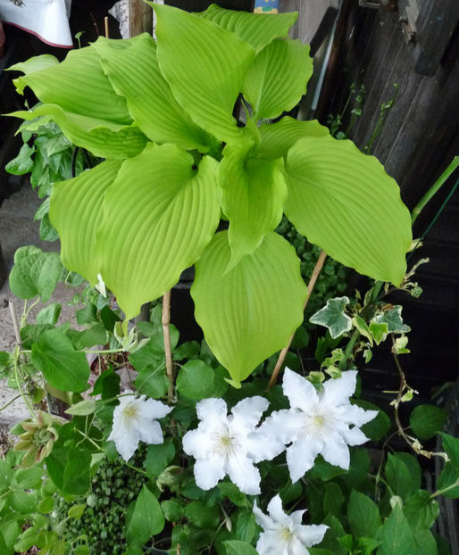  - Hosta