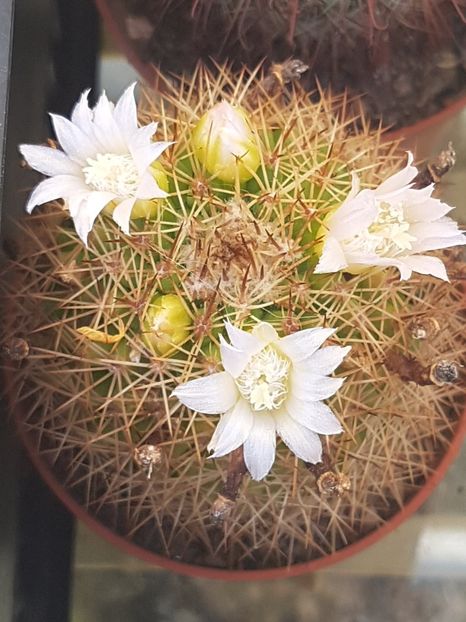 Mammillaria spinosissima cu floare alba - Mammillaria