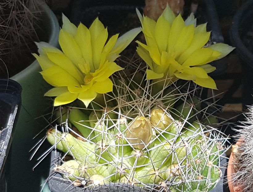  - Mammillaria