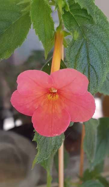 Sweet&Sour - Achimenes 2022