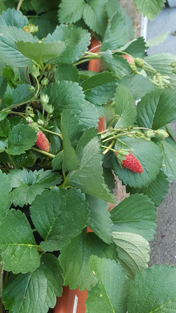 fragaria "ananassa tristan" - Gradina si terasa PrimaLuce_9-Hello 2022