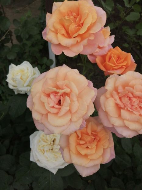  - Westerland parfumat urcator