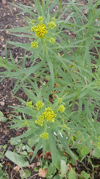 Artemisia (tarhon) - Gradina si terasa PrimaLuce_9-Hello 2022