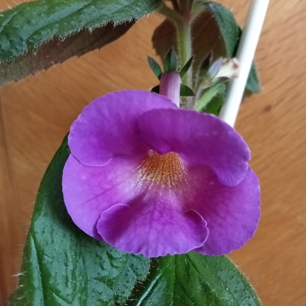 Aurika s Lavender Lady - 0 - 2022