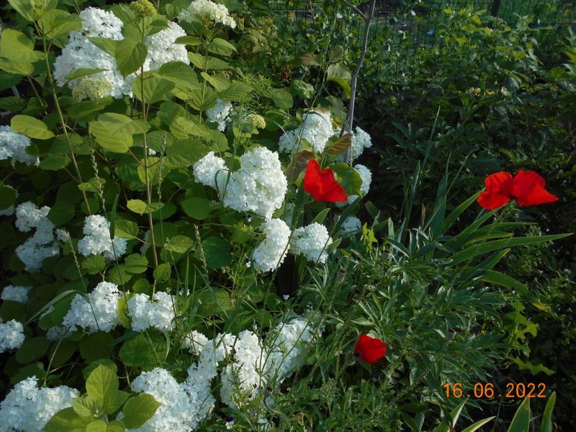  - 02 Azalee-rhododendroni-heleborusi-hortensii-hoste 2022