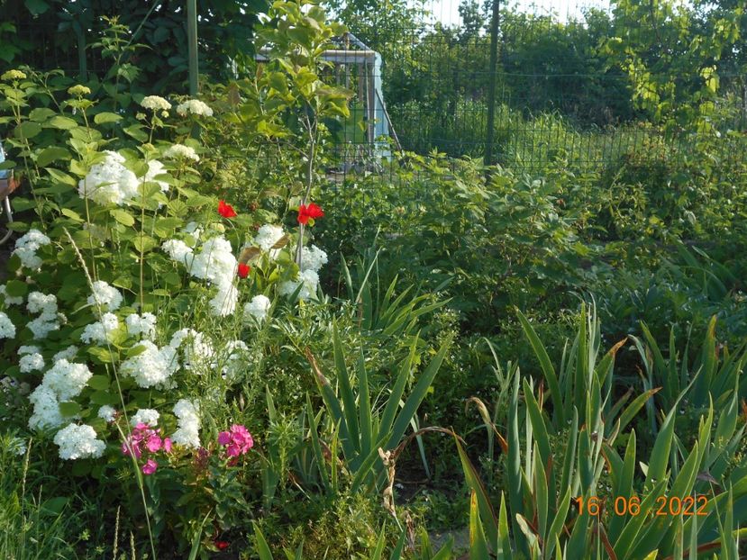  - 02 Azalee-rhododendroni-heleborusi-hortensii-hoste 2022