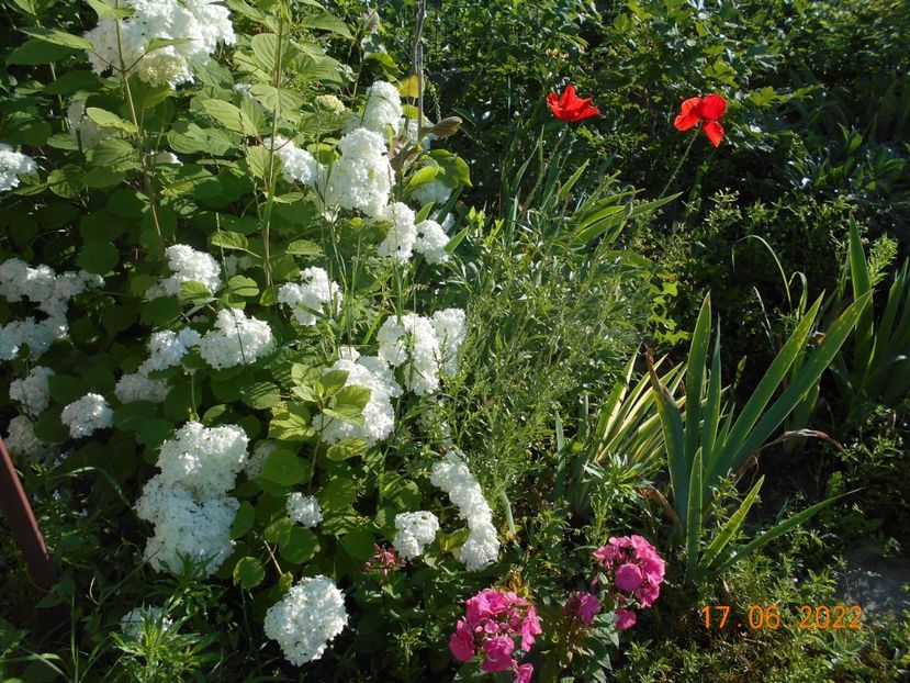  - 02 Azalee-rhododendroni-heleborusi-hortensii-hoste 2022