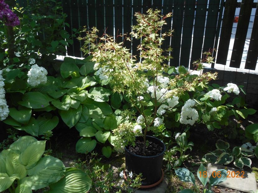  - 02 Azalee-rhododendroni-heleborusi-hortensii-hoste 2022