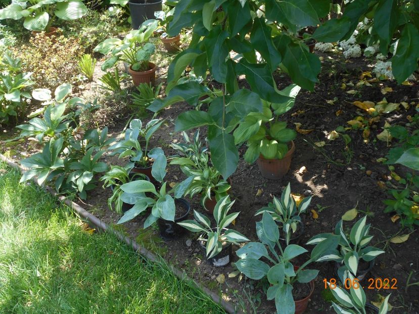  - 02 Azalee-rhododendroni-heleborusi-hortensii-hoste 2022